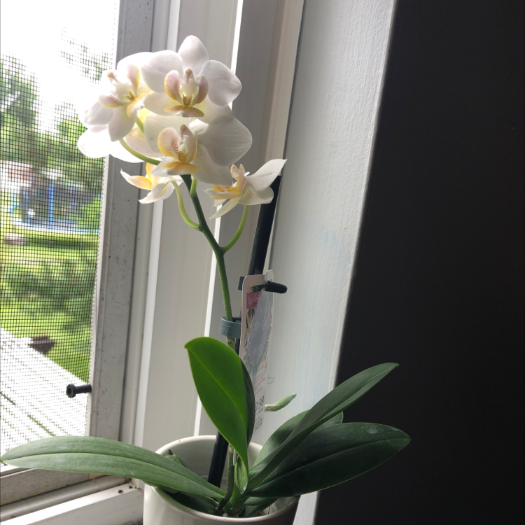 Photo of the plant species Onc. Heaven Scent 'Sweet Baby' by Molly named Orchid on Greg, the plant care app