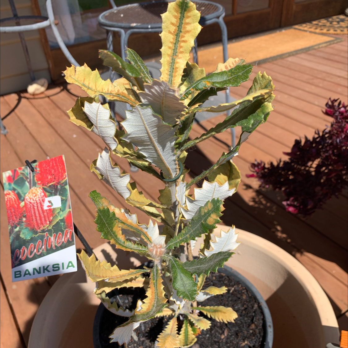 Photo of the plant species Old Man Banksia by Julia named Banksia Coccinea on Greg, the plant care app