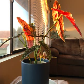 Polka Dot Begonia plant in Carlsbad, California