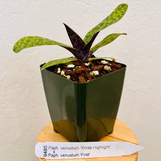 Paphiopedilum venustum plant in Carlsbad, California