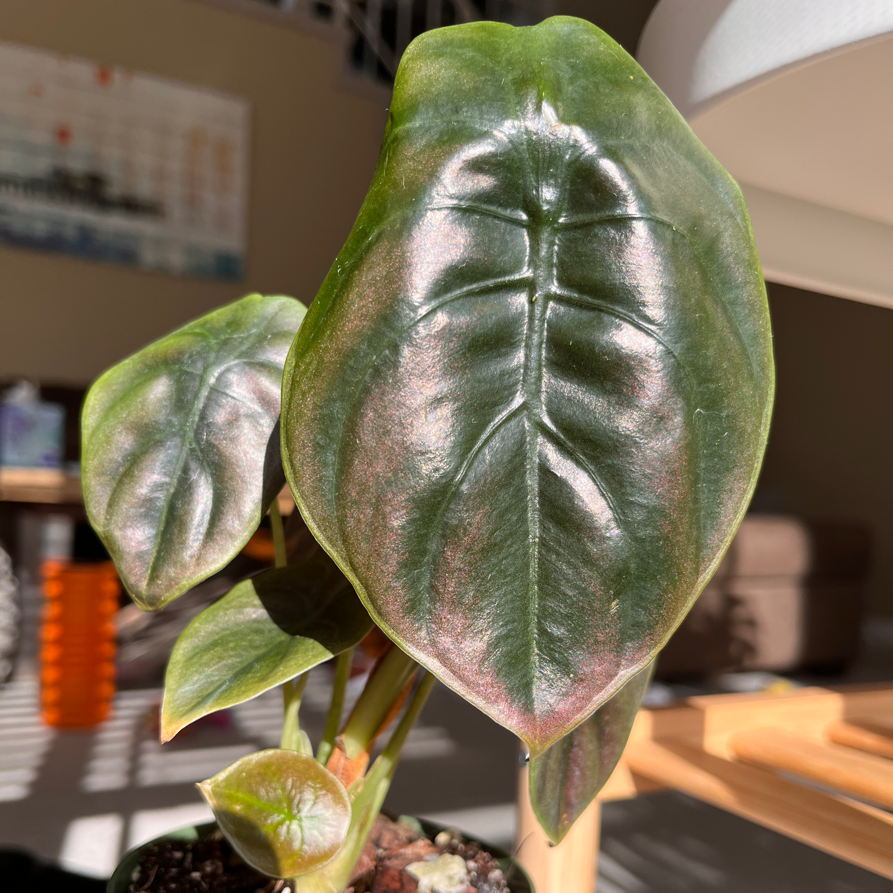 Alocasia ‘Red Secret’ plant with glossy, dark green leaves and visible soil.
