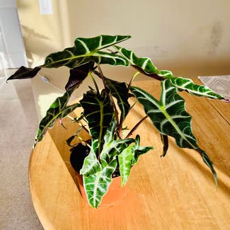 Alocasia amazonica plant in Carlsbad, California
