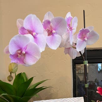 Orchid plant in Carlsbad, California