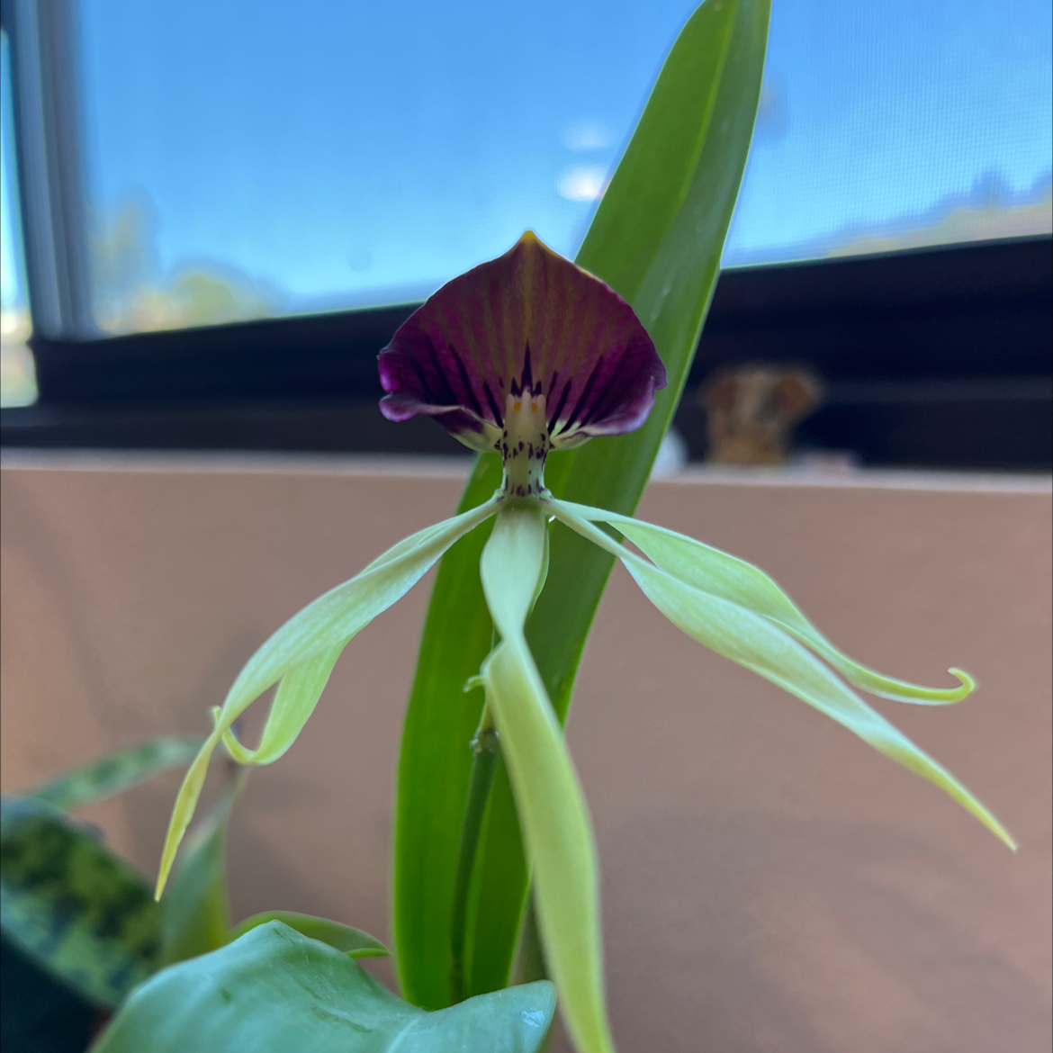 Close-up of a Cockleshell Orchid with a prominent flower, healthy leaves, and a blurred background.