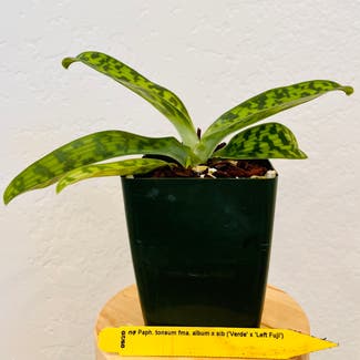 paph tonsum fma album x sib ('Verde' x 'Left Fuji') plant in Carlsbad, California
