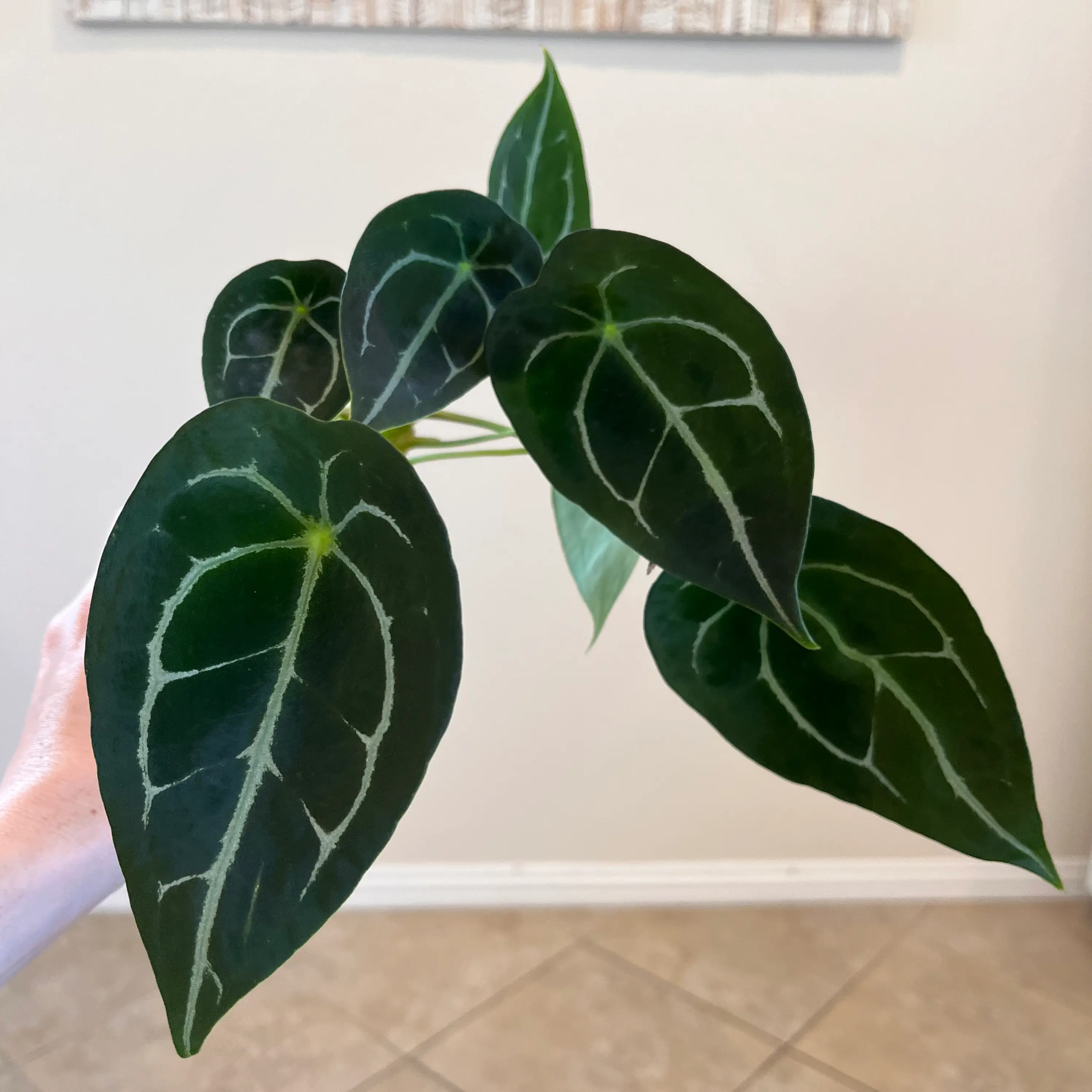 Why Is My Anthurium forgetii Not Doing Well?