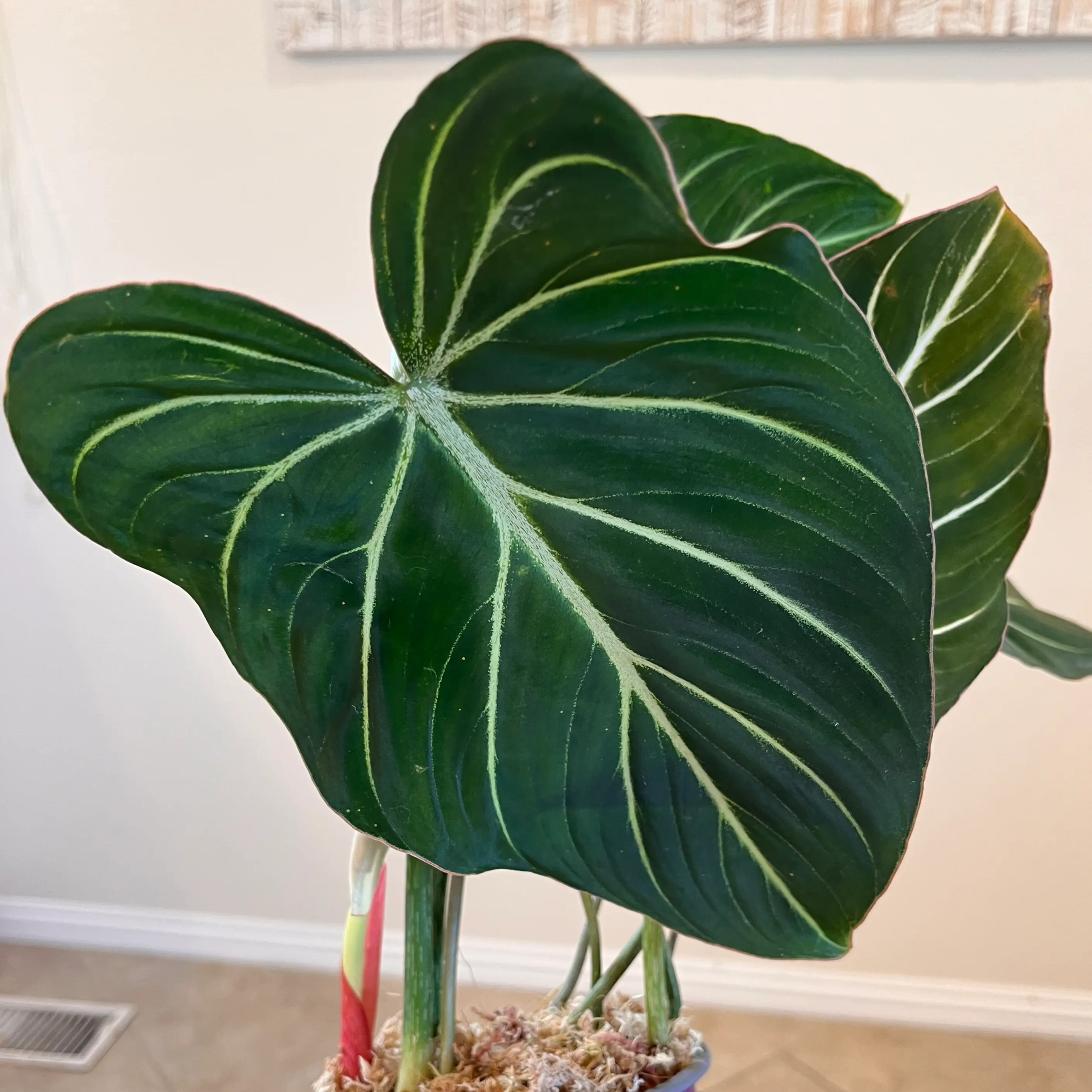 Philodendron gloriosum with large, dark green leaves and prominent white veins.