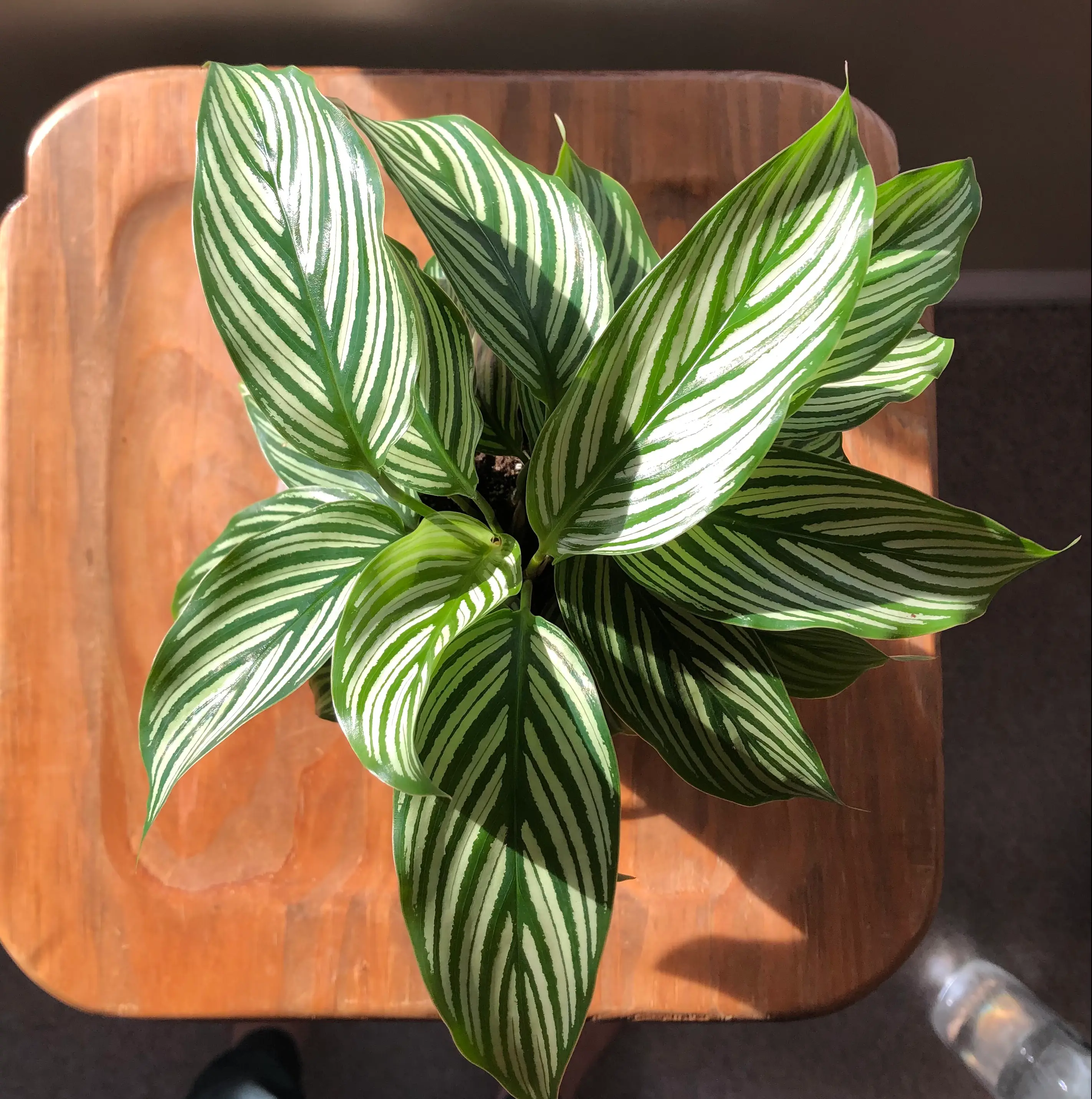 Calathea Vittata plant with vibrant green leaves and white stripes, healthy appearance.