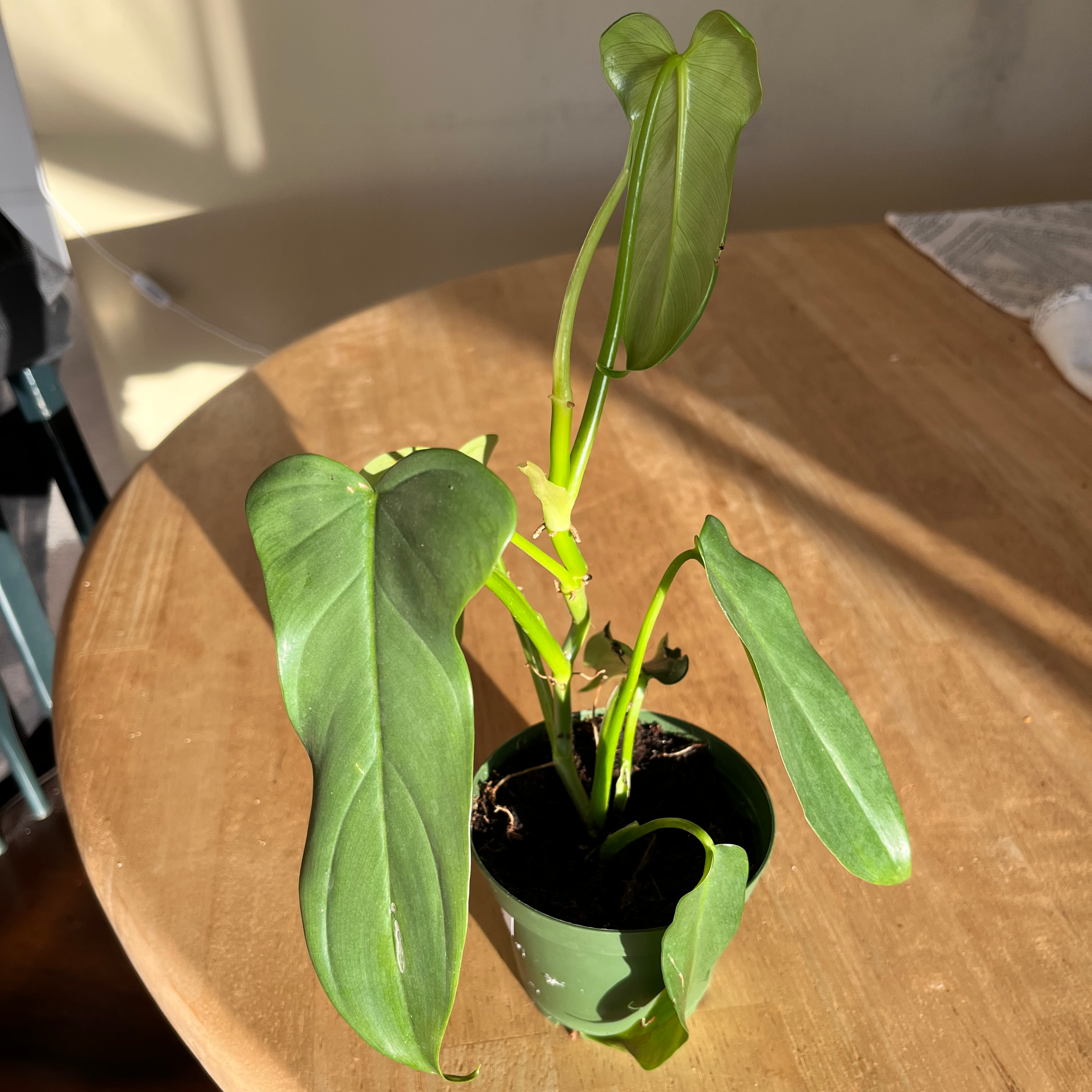Horsehead Philodendron plant in a small pot on a wooden table.