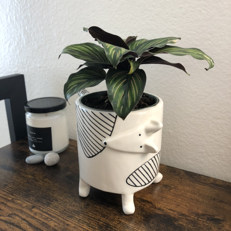 Calathea 'Beauty Star' plant in a decorative pot on a wooden surface.