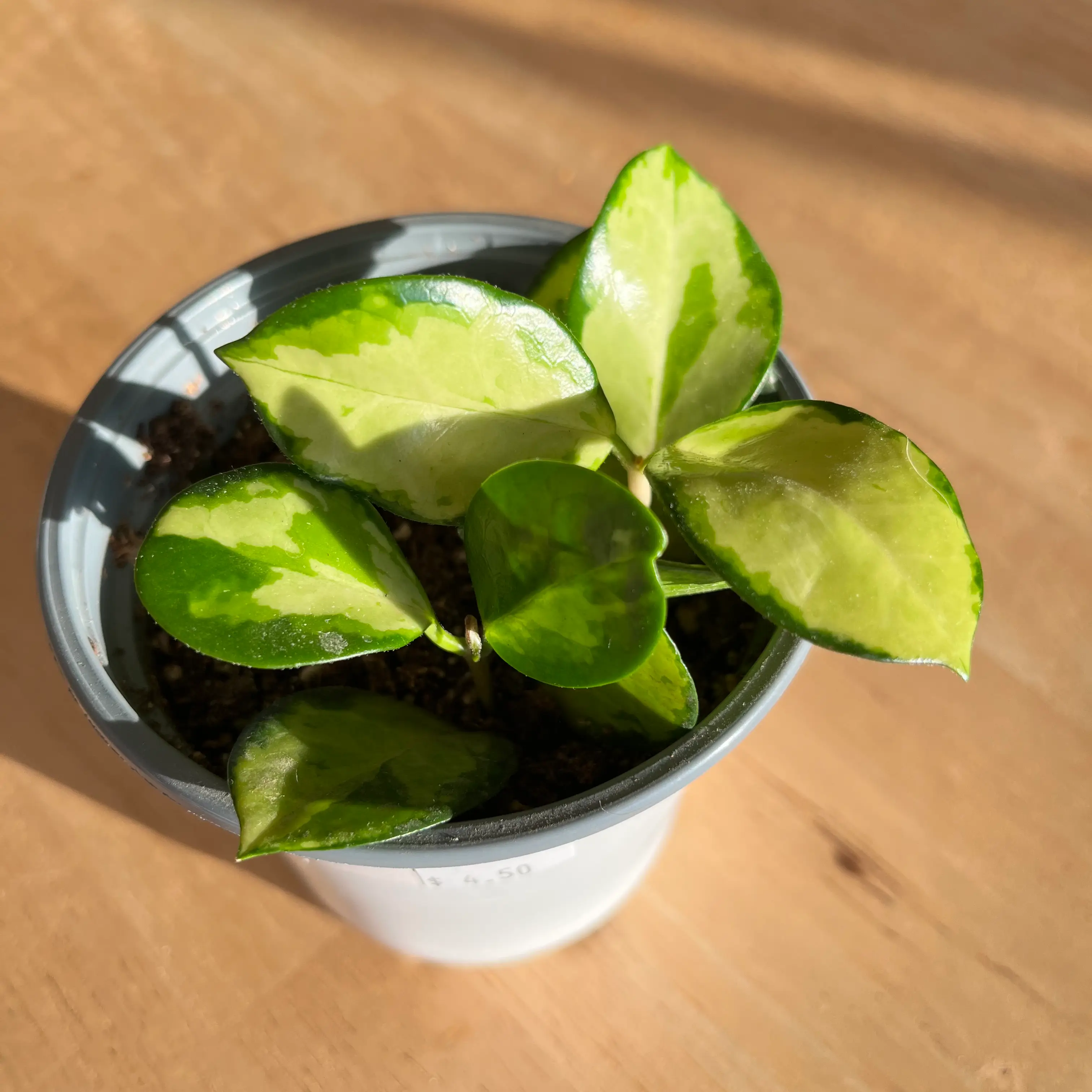 Hoya 'Lisa' plant in a small pot with variegated green and yellow leaves.