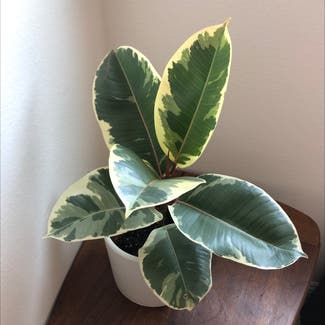 Variegated Rubber Tree plant in Carlsbad, California