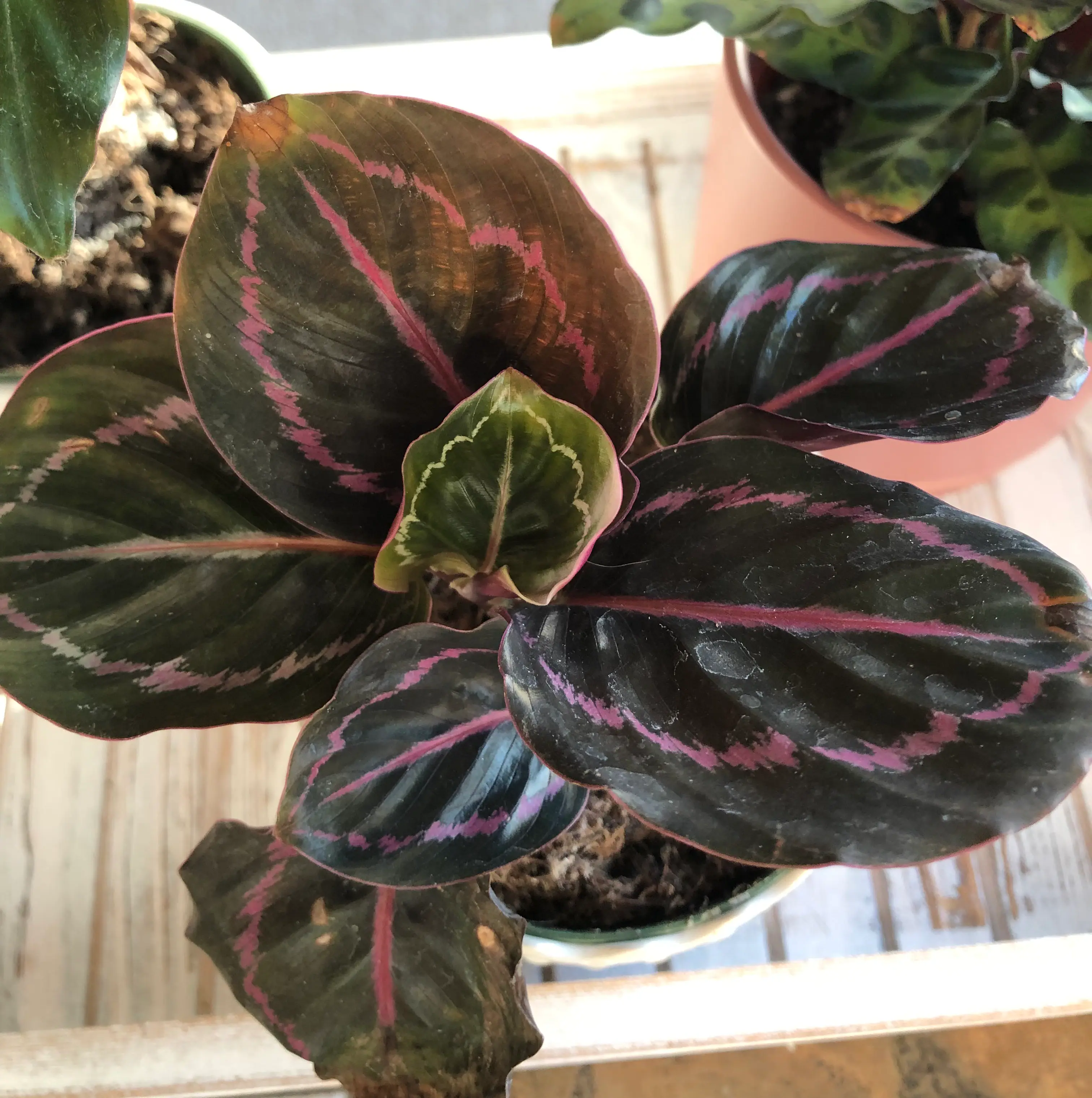 Prayer Plant Dottie with dark leaves and pink stripes in a pot with visible soil.