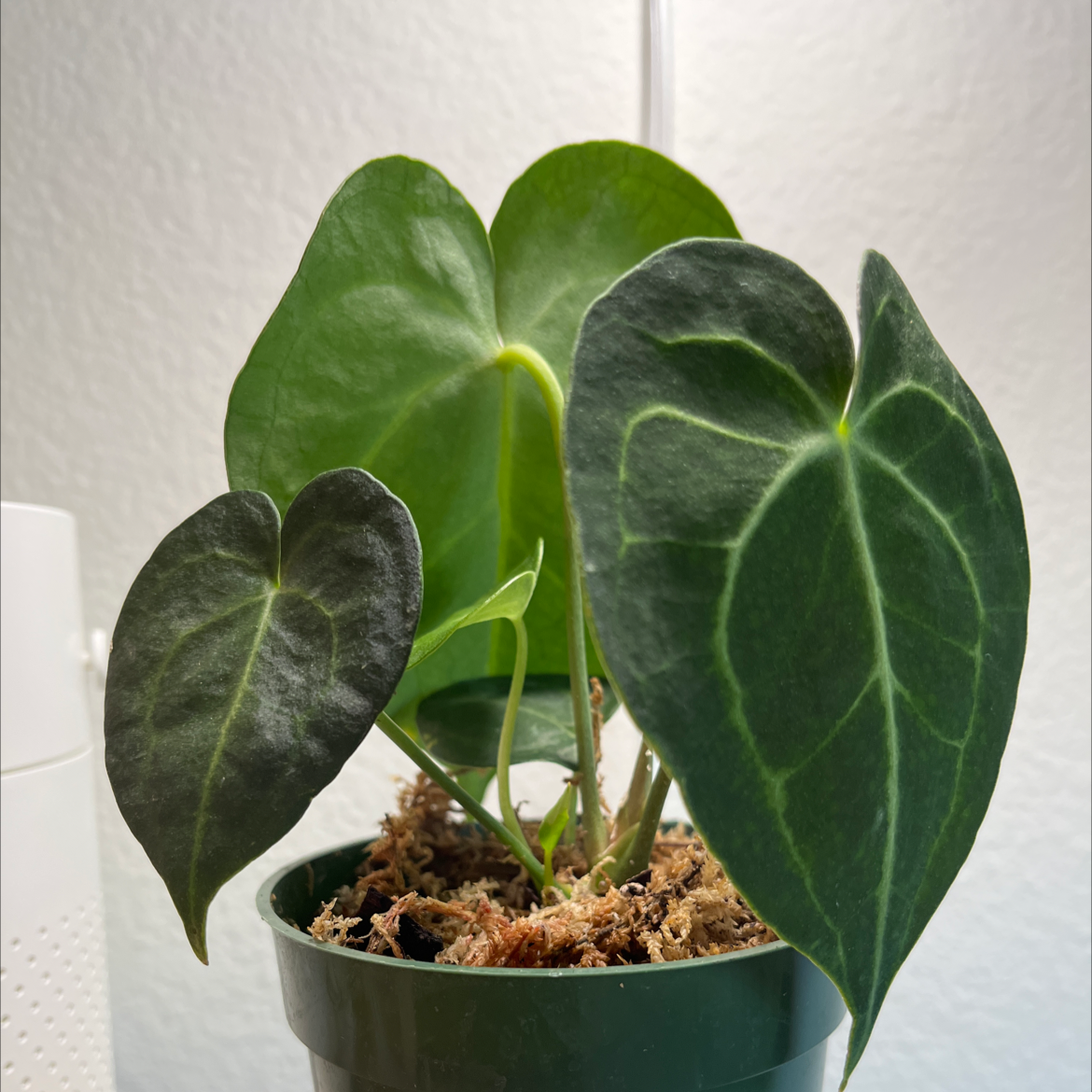 Velvet Cardboard Anthurium plant with large, dark green leaves in a pot.