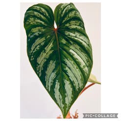 Philodendron 'Silver Cloud' plant