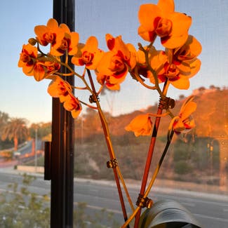 Mini Phalaenopsis Orchid plant in Carlsbad, California