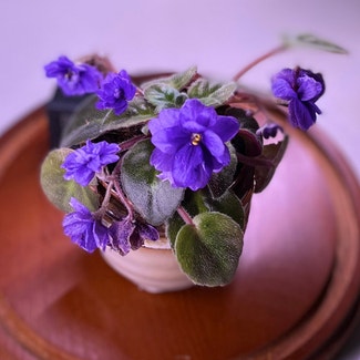 Kenyan Violet plant in Carlsbad, California