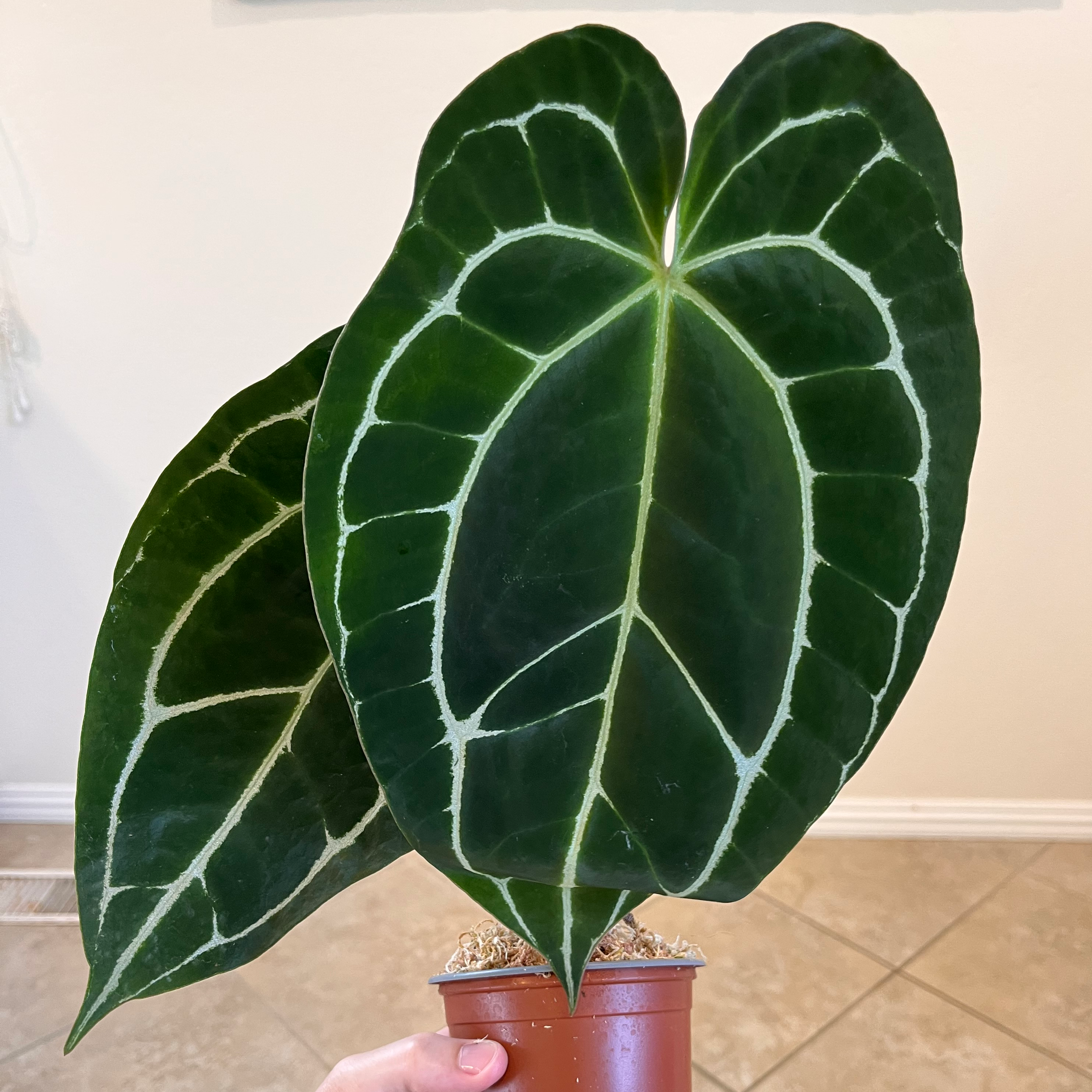 Crystal Anthurium plant with large, dark green leaves and prominent white veins in a small pot.