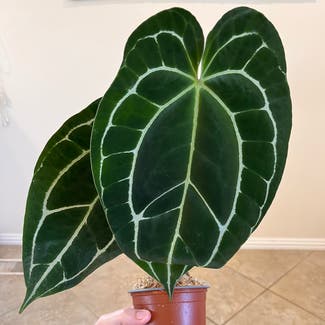 Crystal Anthurium plant in Carlsbad, California