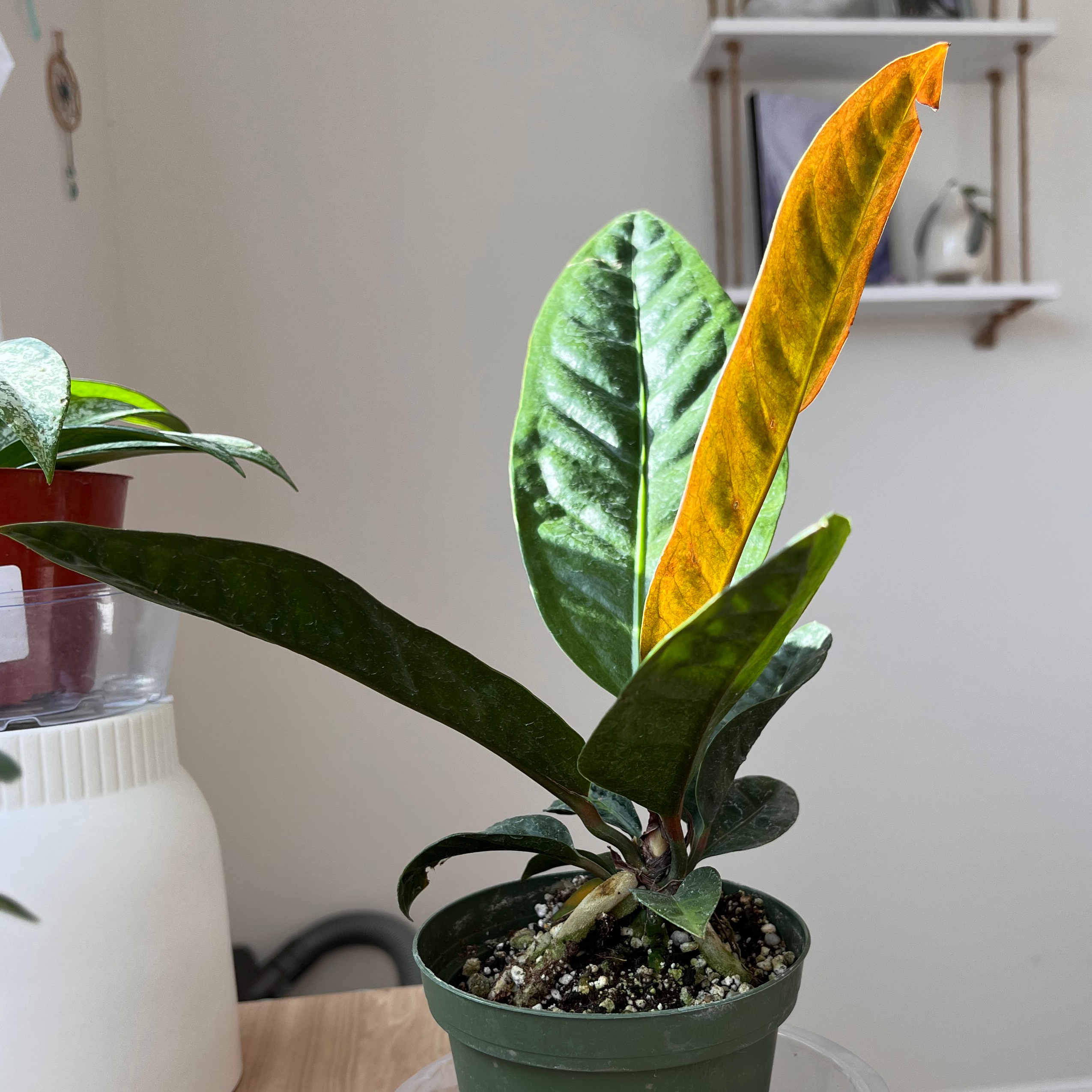 💧 How Much Humidity Does My Anthurium superbum Need?