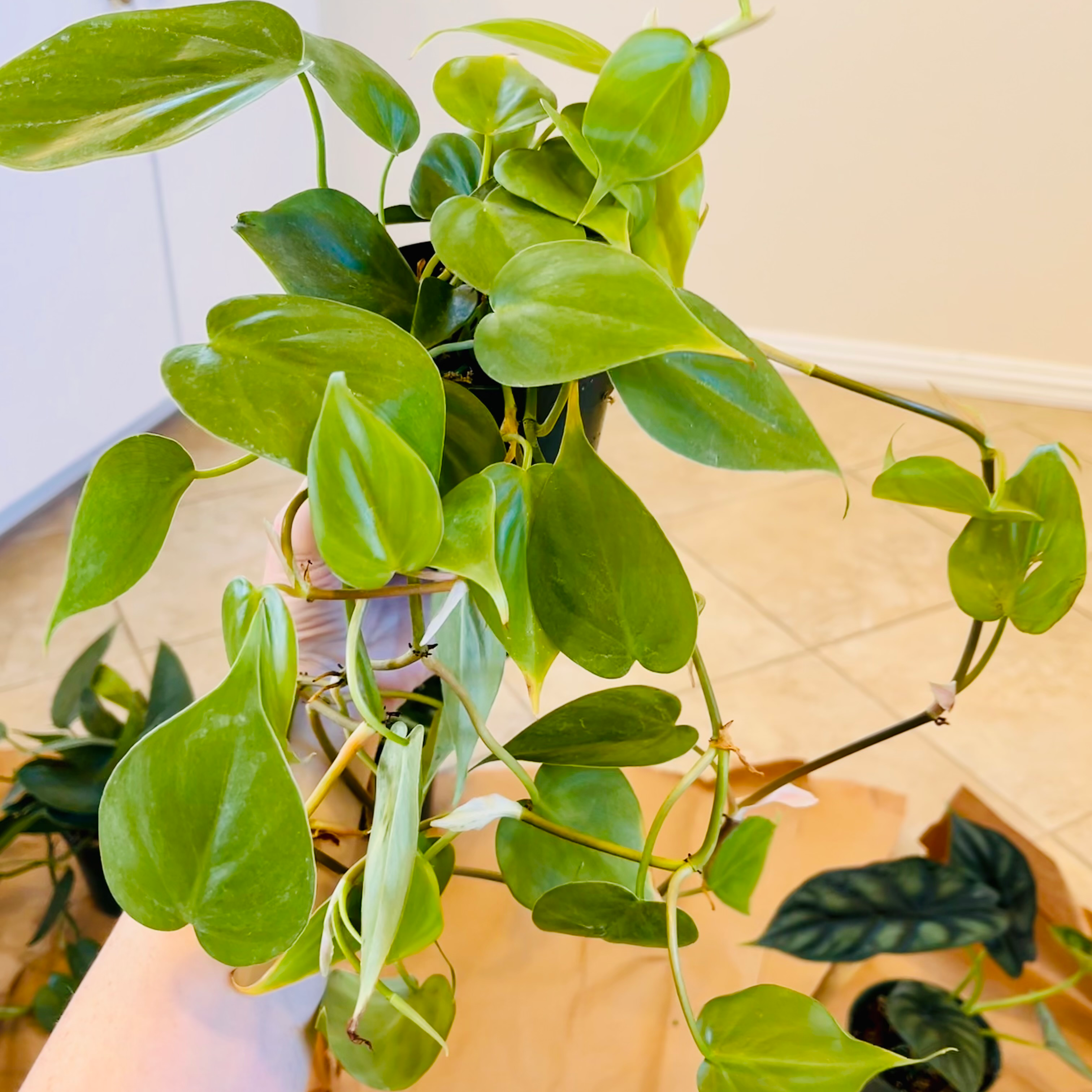 Philodendron cordatum plant with vibrant green leaves, other plants in the background.