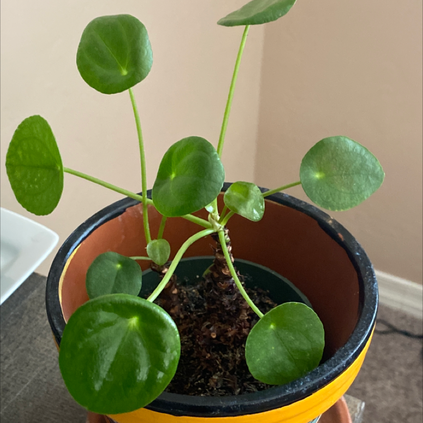 Chinese Money Plant plant photo by Josh named Fernie Mac on Greg, the plant care app.