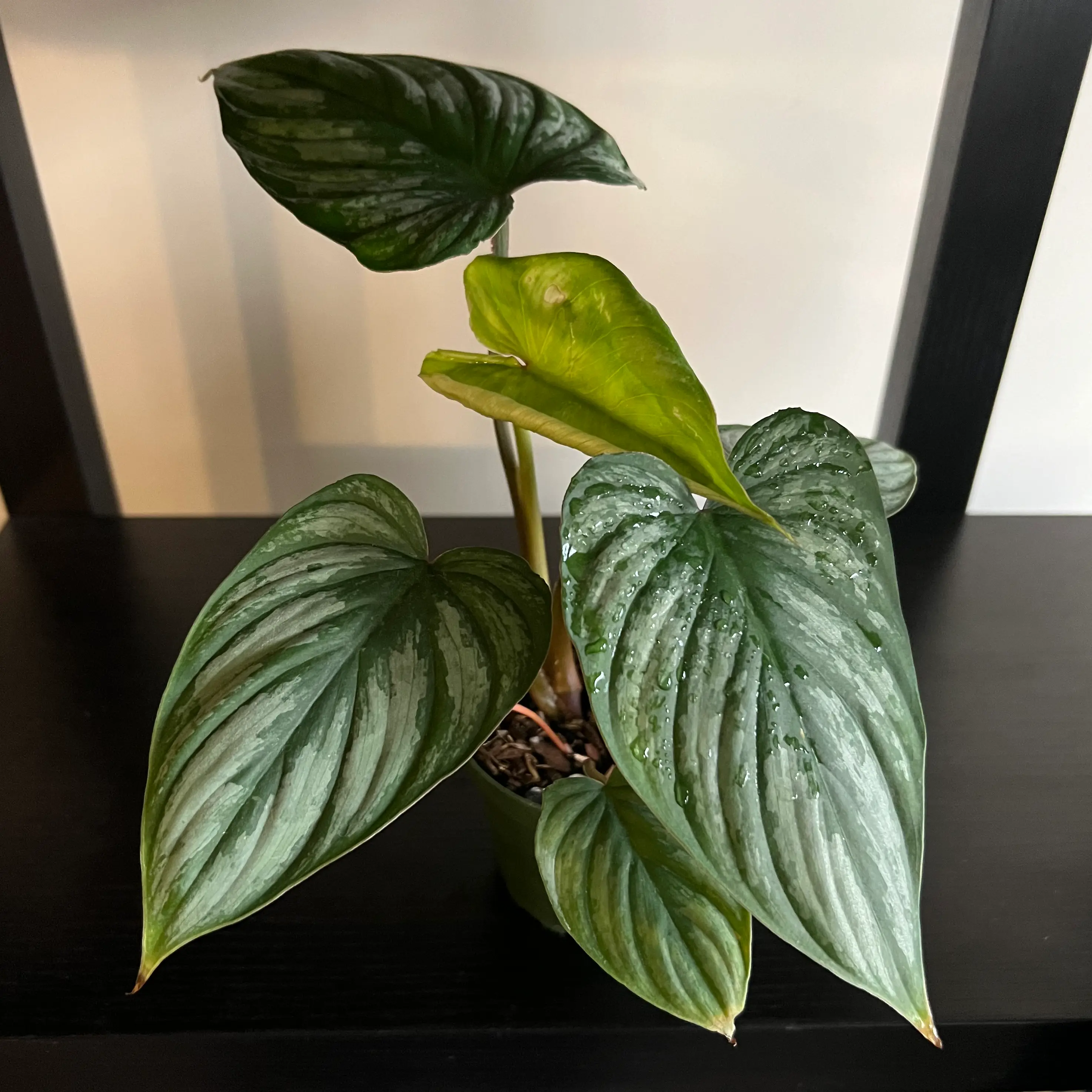 Silver Leaf Philodendron with several healthy leaves, slight yellowing on some.