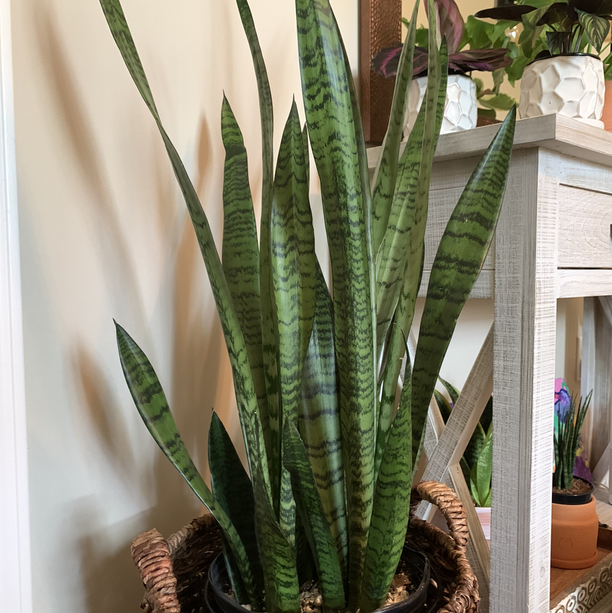 Zeylanica Snake Plant with tall, upright leaves in a pot, appearing healthy.