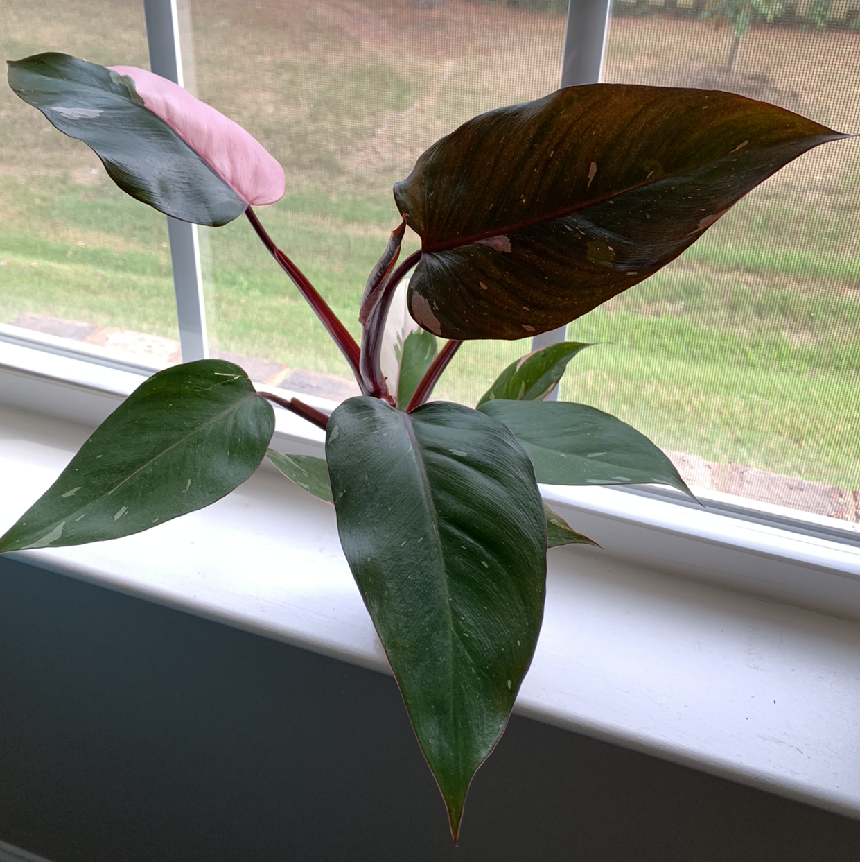 Pink Princess Philodendron with pink variegation on a windowsill.