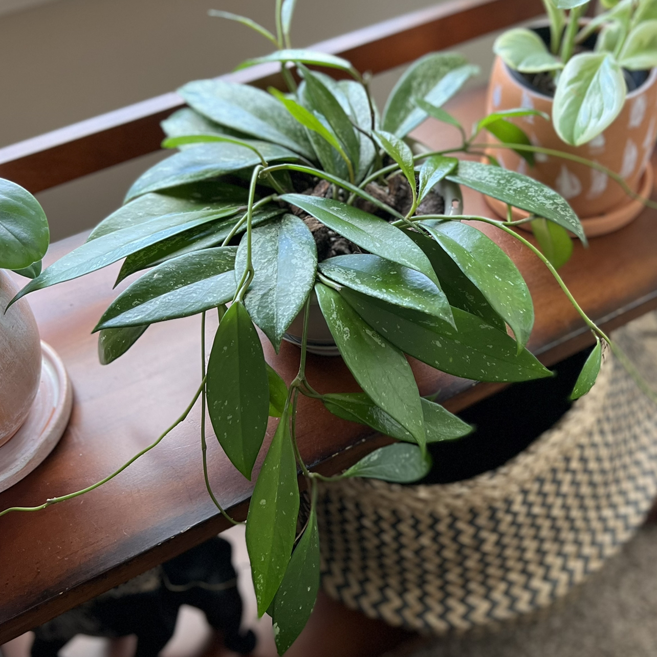 Photo of the plant species Hoya Pubicalyx by @NoFancyNames named Medusa on Greg, the plant care app