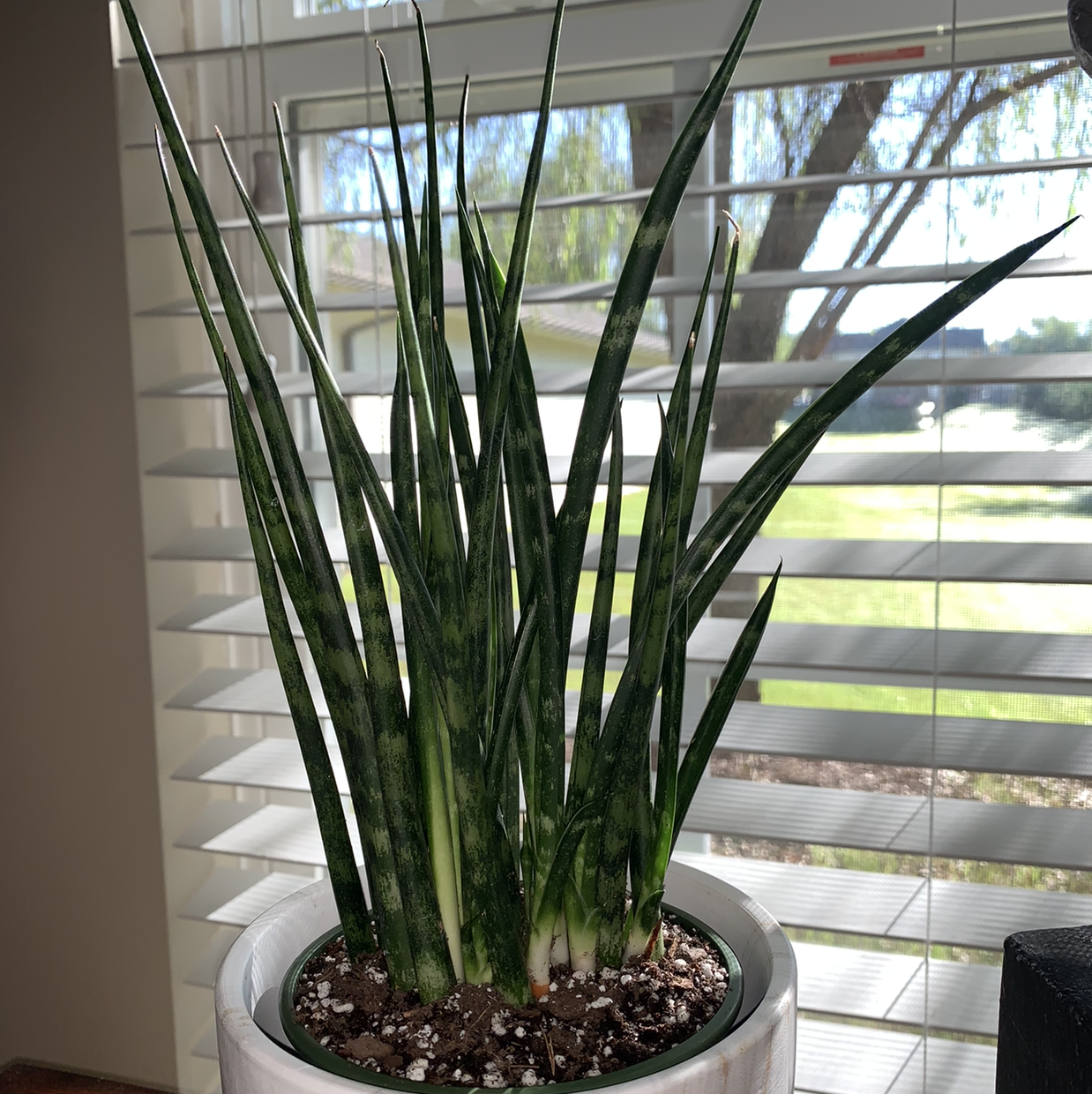 Dracaena 'Mikado' plant in a pot near a window with visible soil.