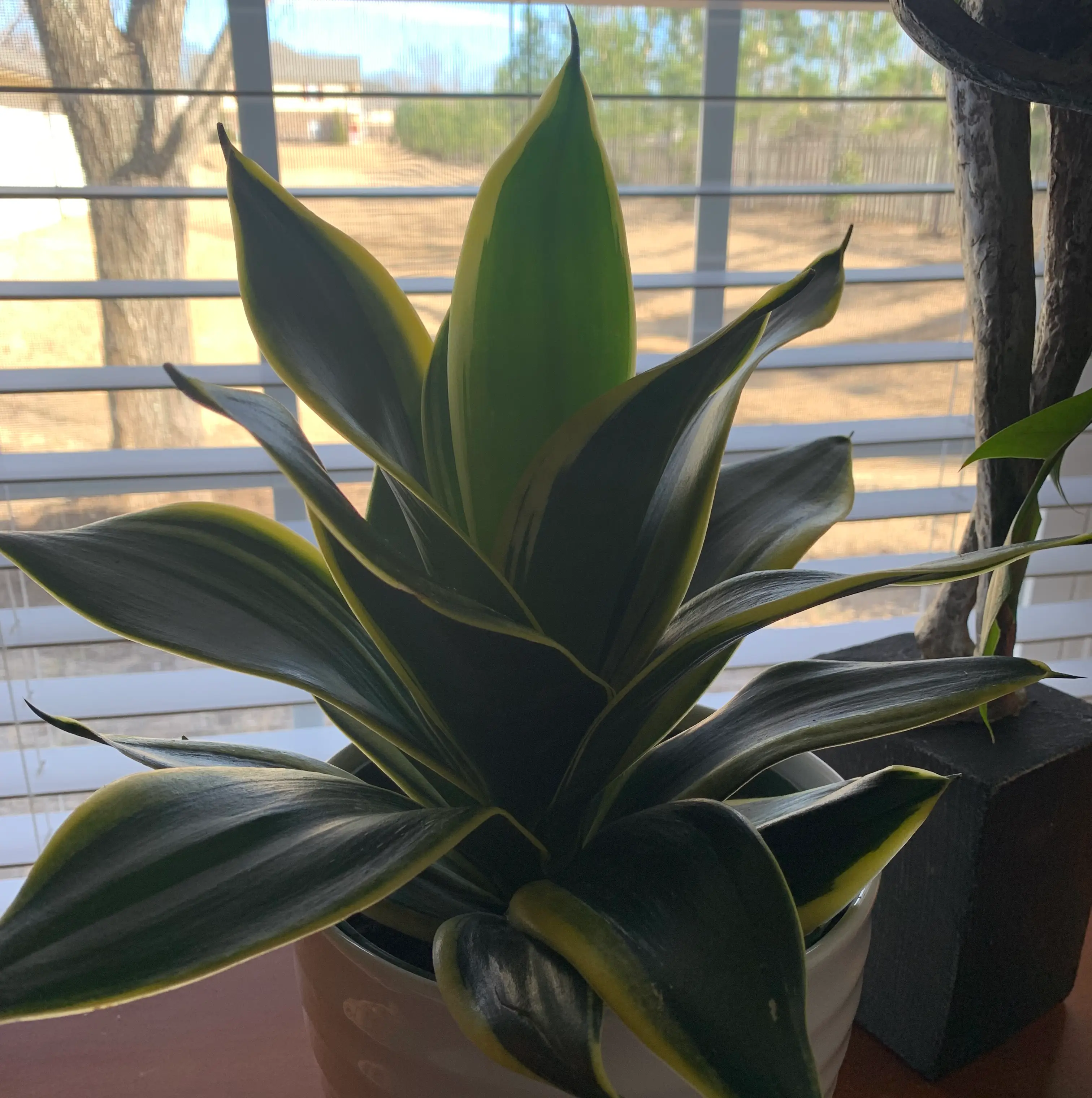 Bird's Nest Snake Plant with dark green leaves and yellow edges near a window.