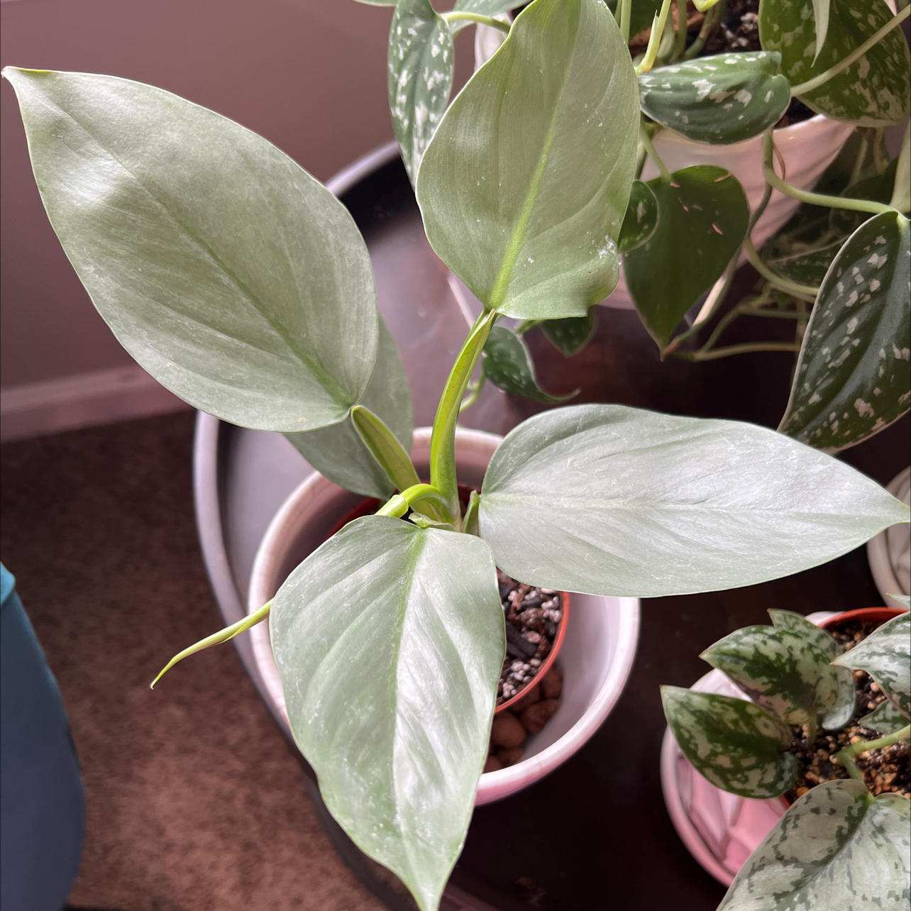 Silver Sword Philodendron with healthy, silvery-green leaves in a pot.