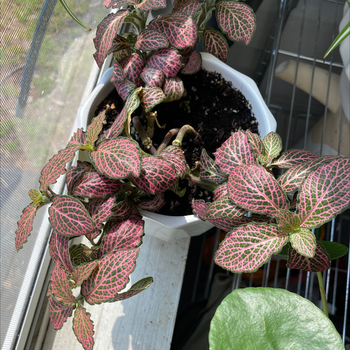 Nerve Plant plant photo by @littlegoose21 named Pink Nerve on Greg, the plant care app.