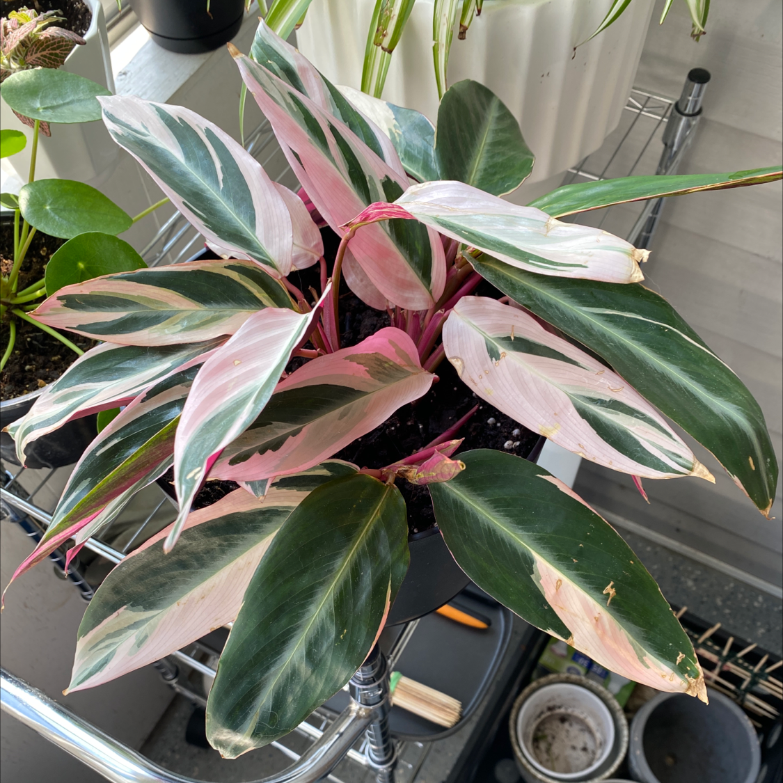 Triostar Stromanthe plant photo by @littlegoose21 named Triostar on Greg, the plant care app.