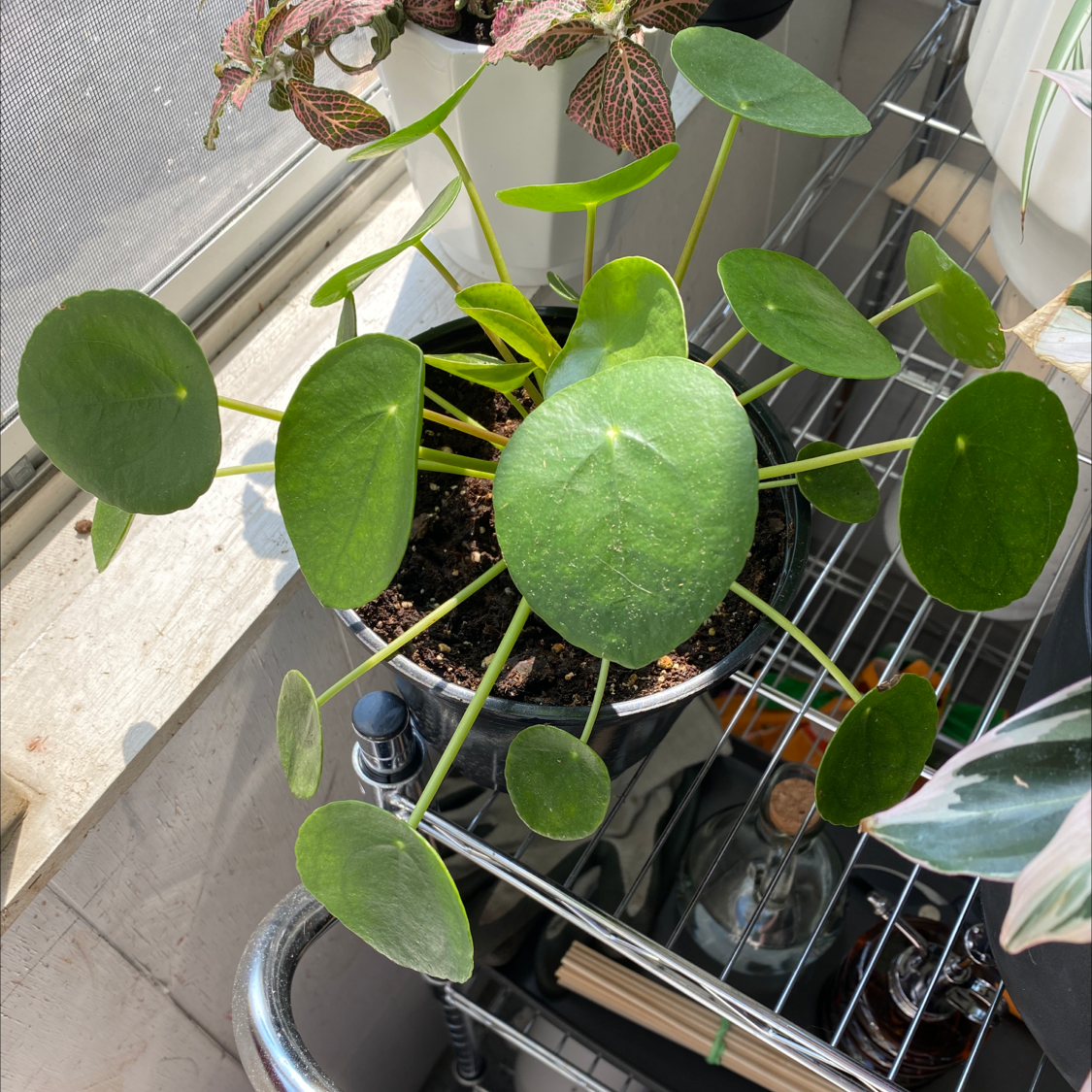 Chinese Money Plant plant photo by @littlegoose21 named Pepperoni on Greg, the plant care app.