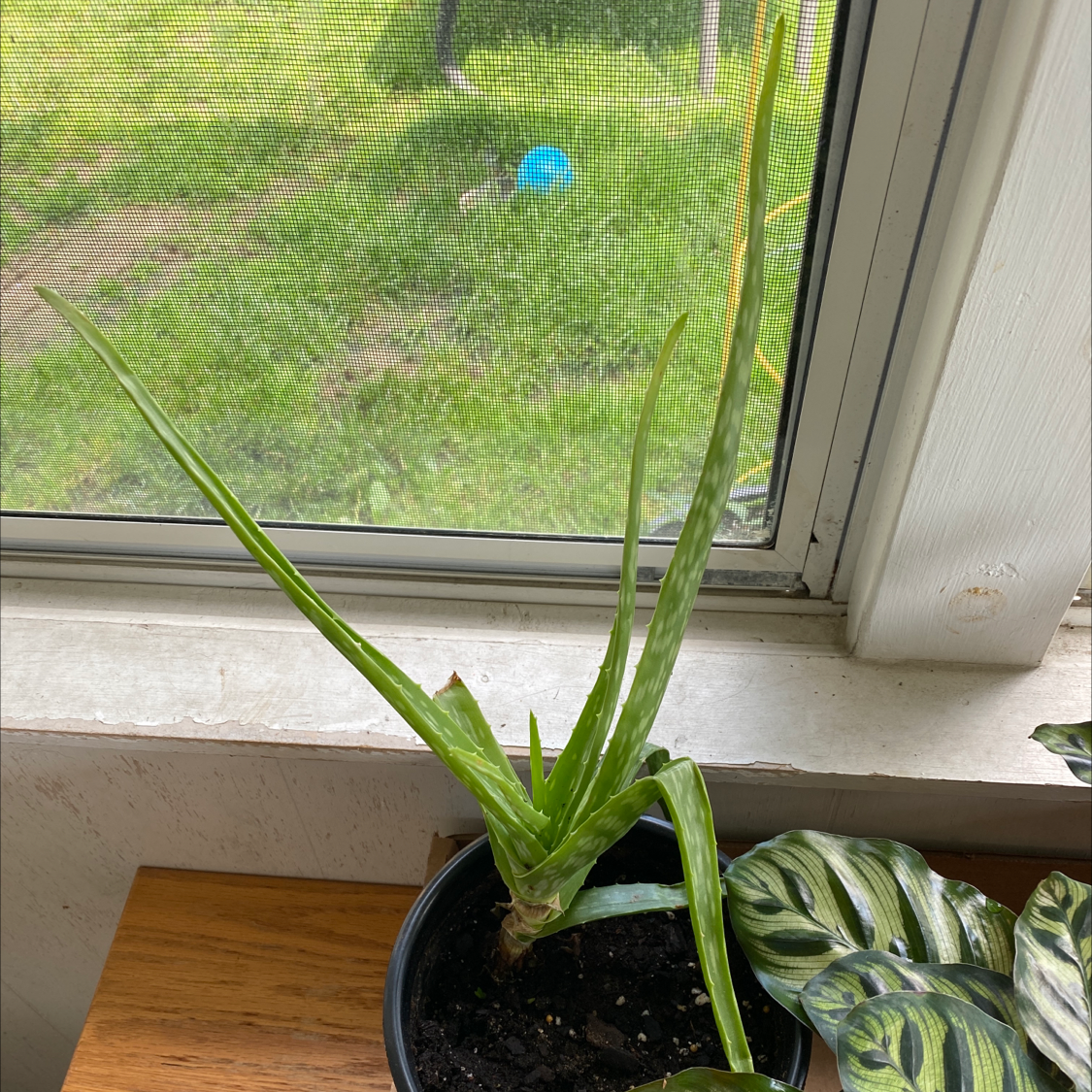 Aloe vera plant photo by @littlegoose21 named Aloe on Greg, the plant care app.