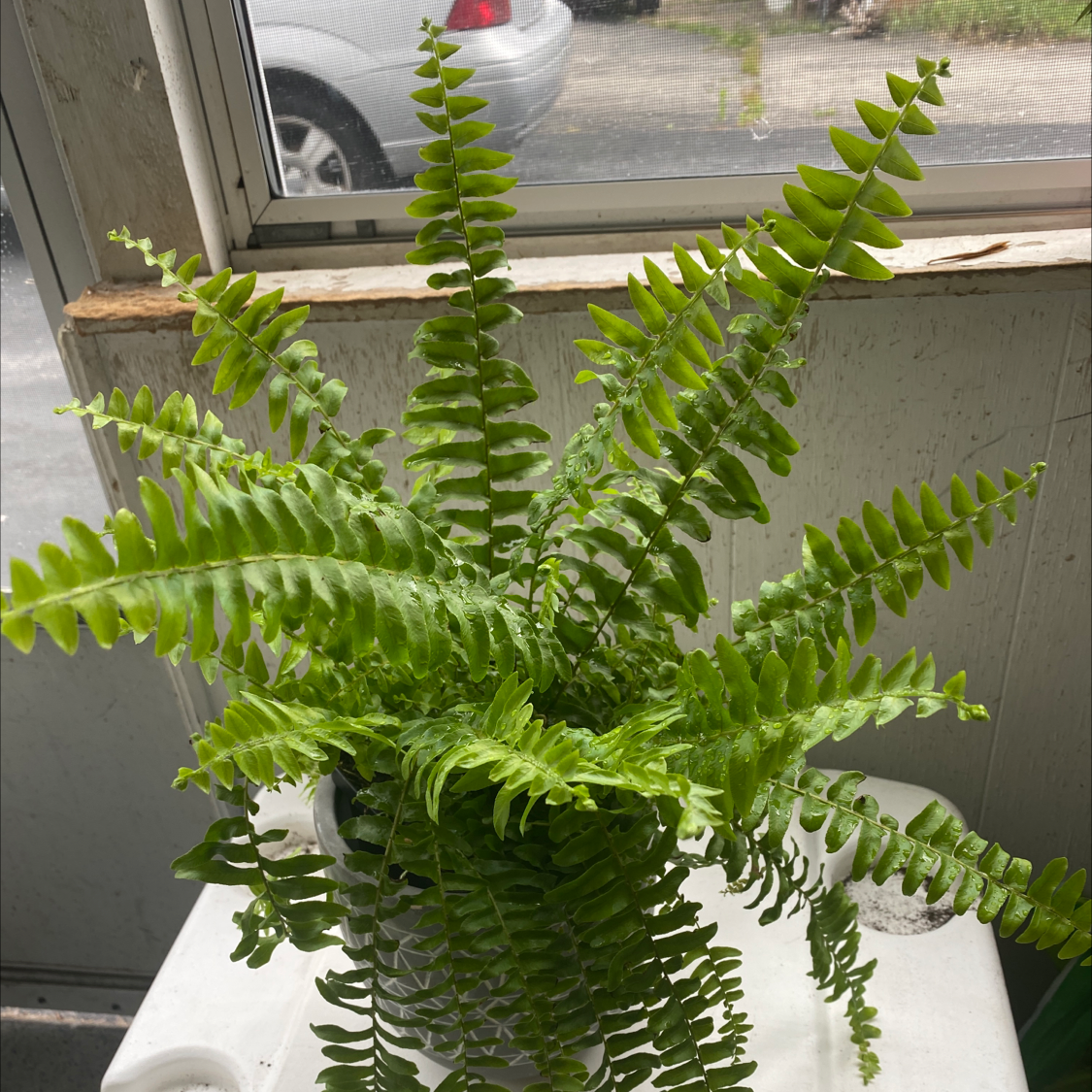 Boston Fern plant photo by @littlegoose21 named Boston on Greg, the plant care app.