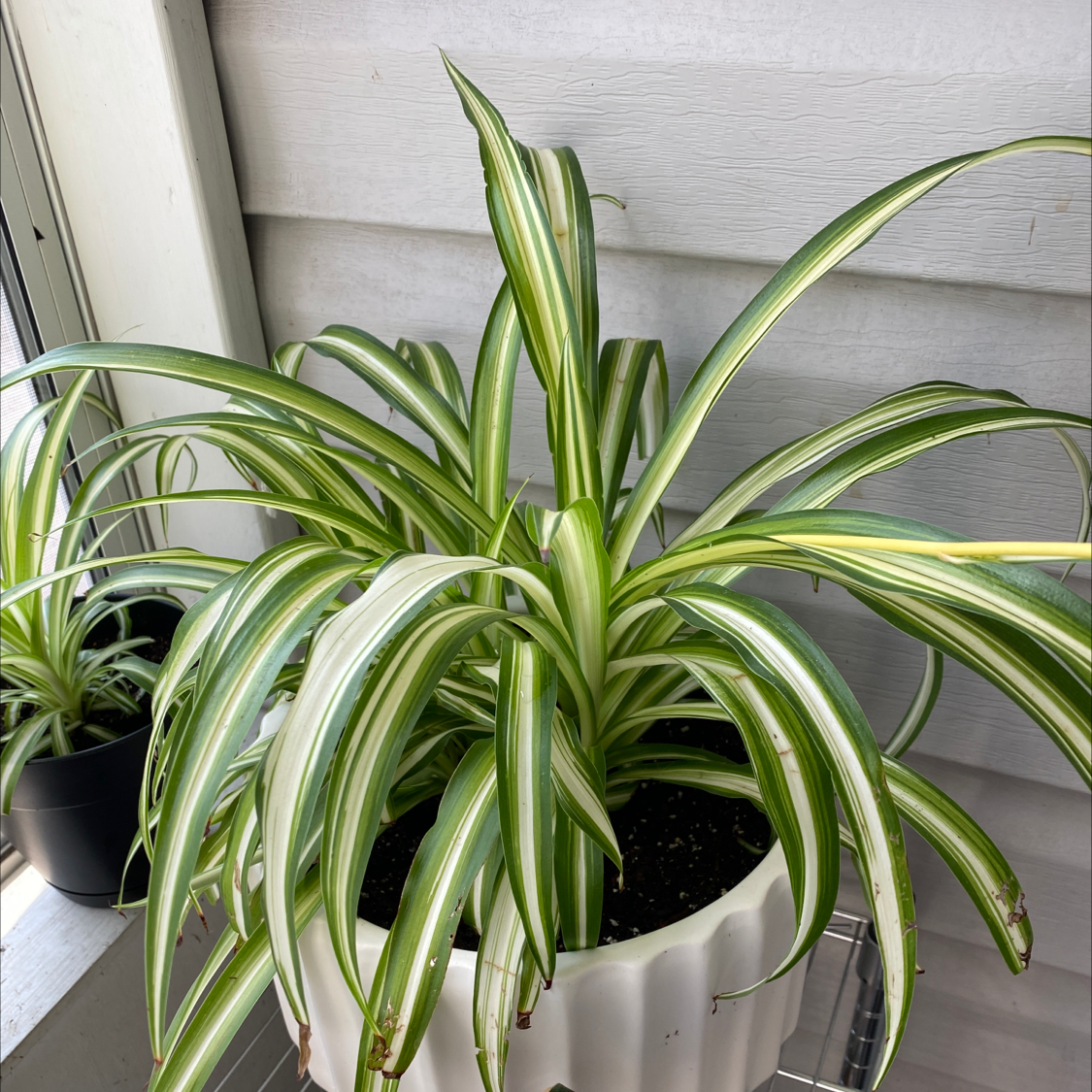 Spider Plant plant photo by @littlegoose21 named Momma Spider on Greg, the plant care app.