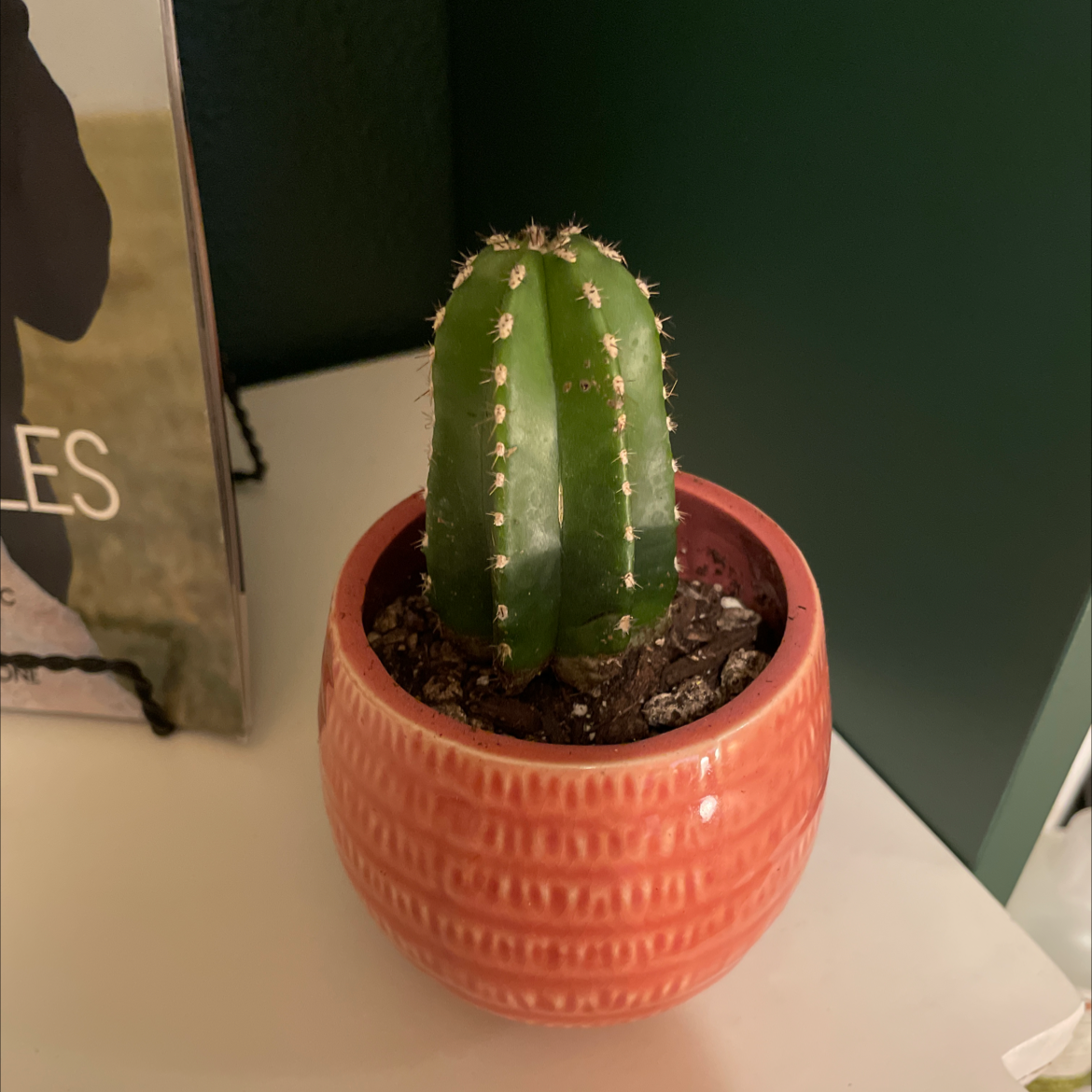 Pleated Cereus cactus in a decorative pot with visible soil, appears healthy.