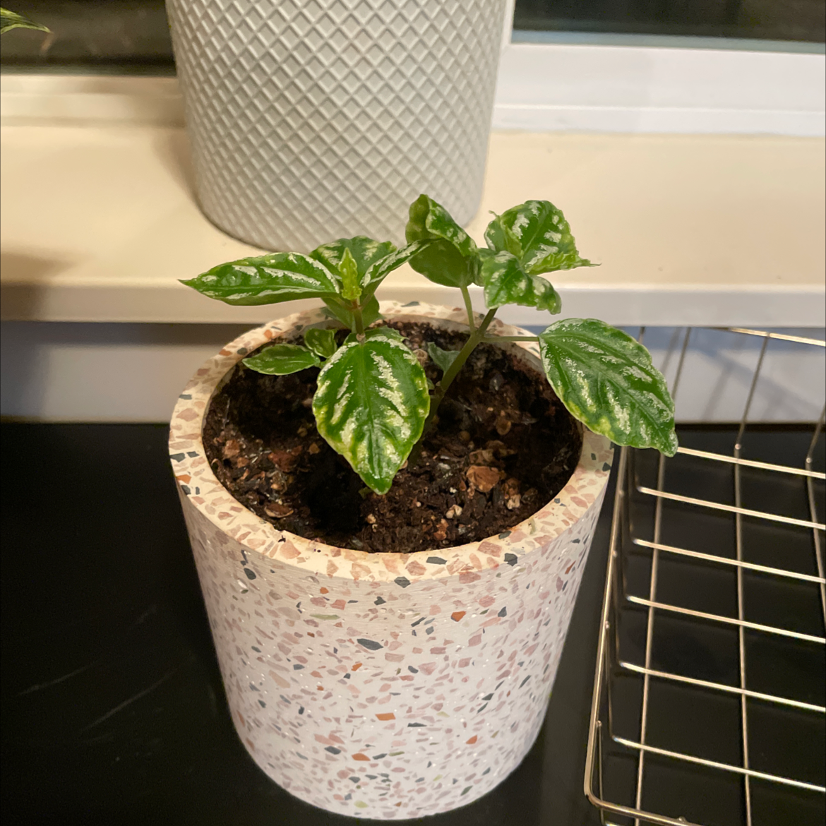 Healthy Aluminum Plant in a decorative pot with visible soil.