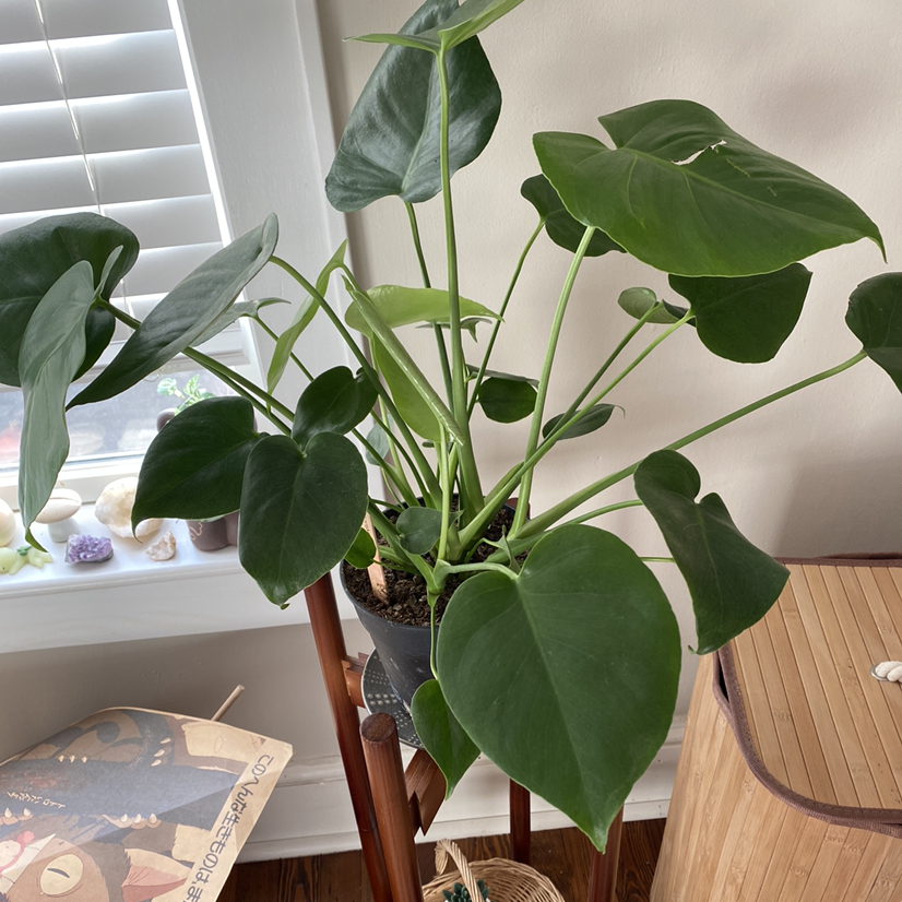 Monstera plant photo by Kate named Bean on Greg, the plant care app.