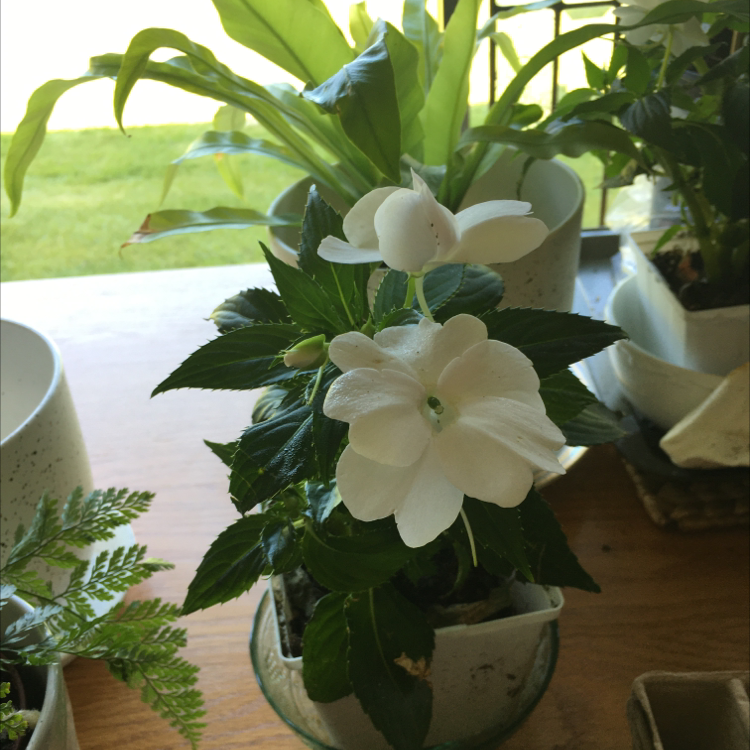 New Guinea Impatiens plant photo by Jacqueline named Sunpatient on Greg, the plant care app.
