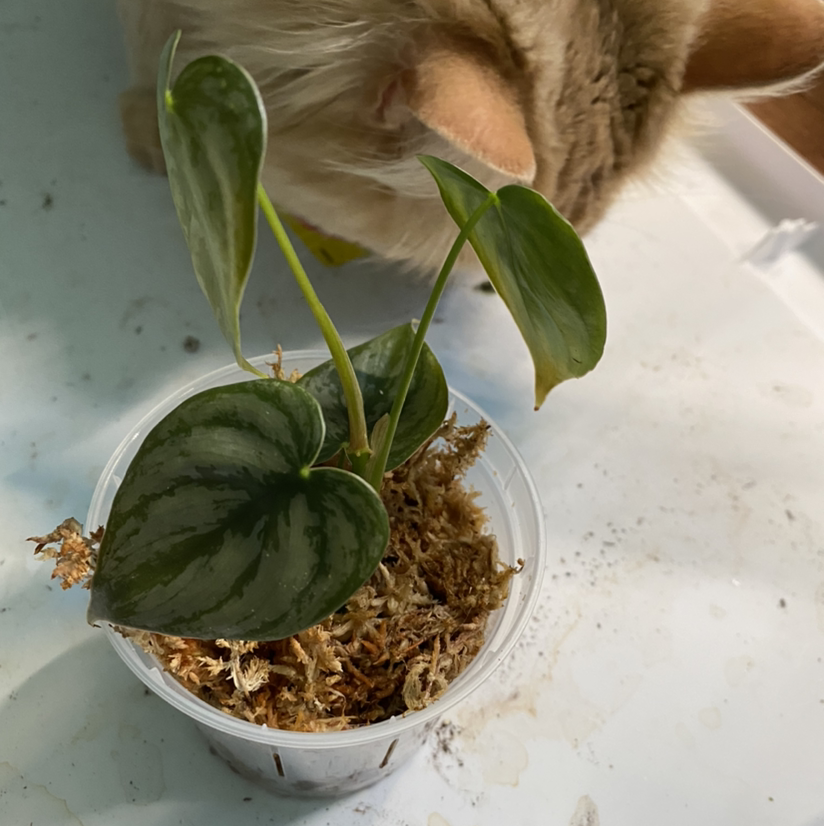 Silver Leaf Philodendron in a clear pot with moss, with a cat in the background.