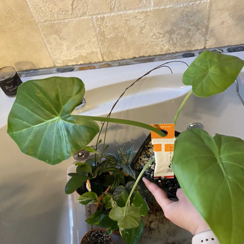 Photo of the plant species Colocasia 'Royal Hawaiian Maui Gold' by @Yogi.blossom named Sonora on Greg, the plant care app