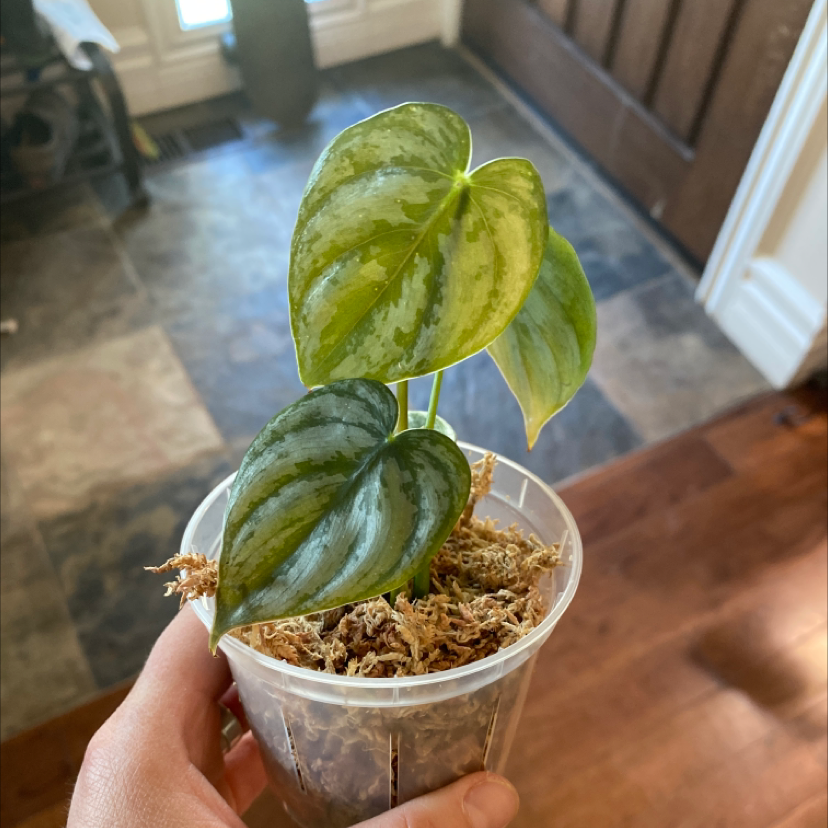 Silver Leaf Philodendron in a transparent pot held by a hand, with visible soil and healthy variegated leaves.