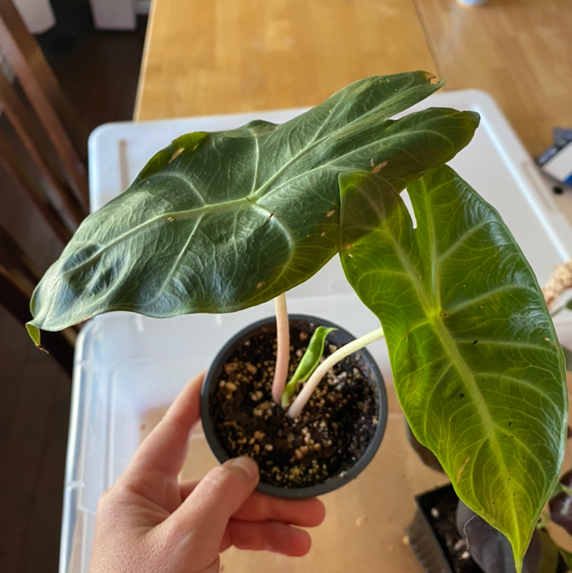 Photo of the plant species Alocasia Pink Dragon by @Yogi.blossom named Eva on Greg, the plant care app