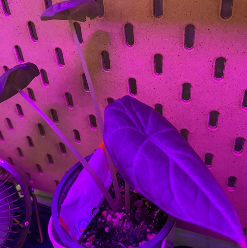 Photo of the plant species Alocasia 'Maharani' by @Yogi.blossom named Mollie on Greg, the plant care app