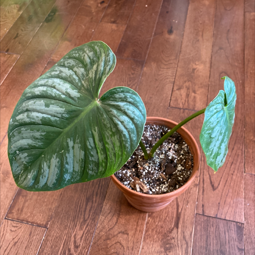 Potted Philodendron Pastazanum with two large, healthy leaves and visible soil.