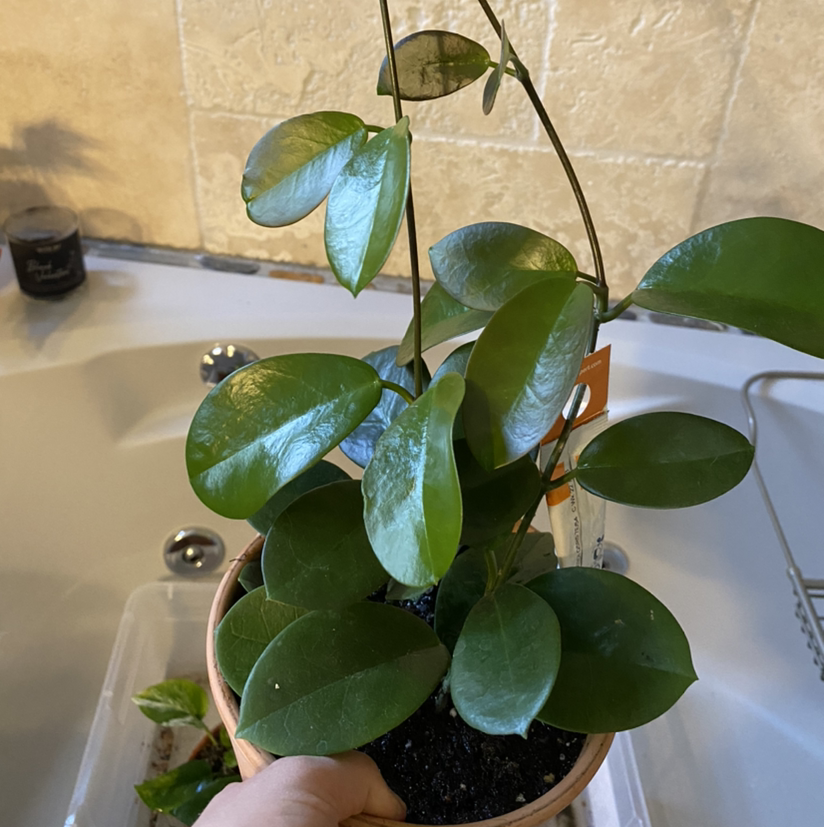 Waxvine plant in a pot with healthy green leaves, held by a hand.